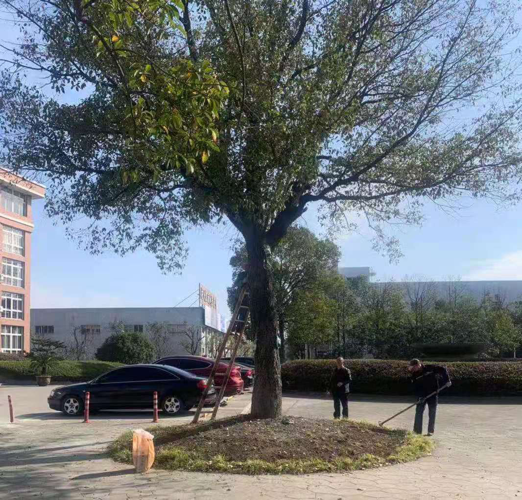 科学养护、美化情形