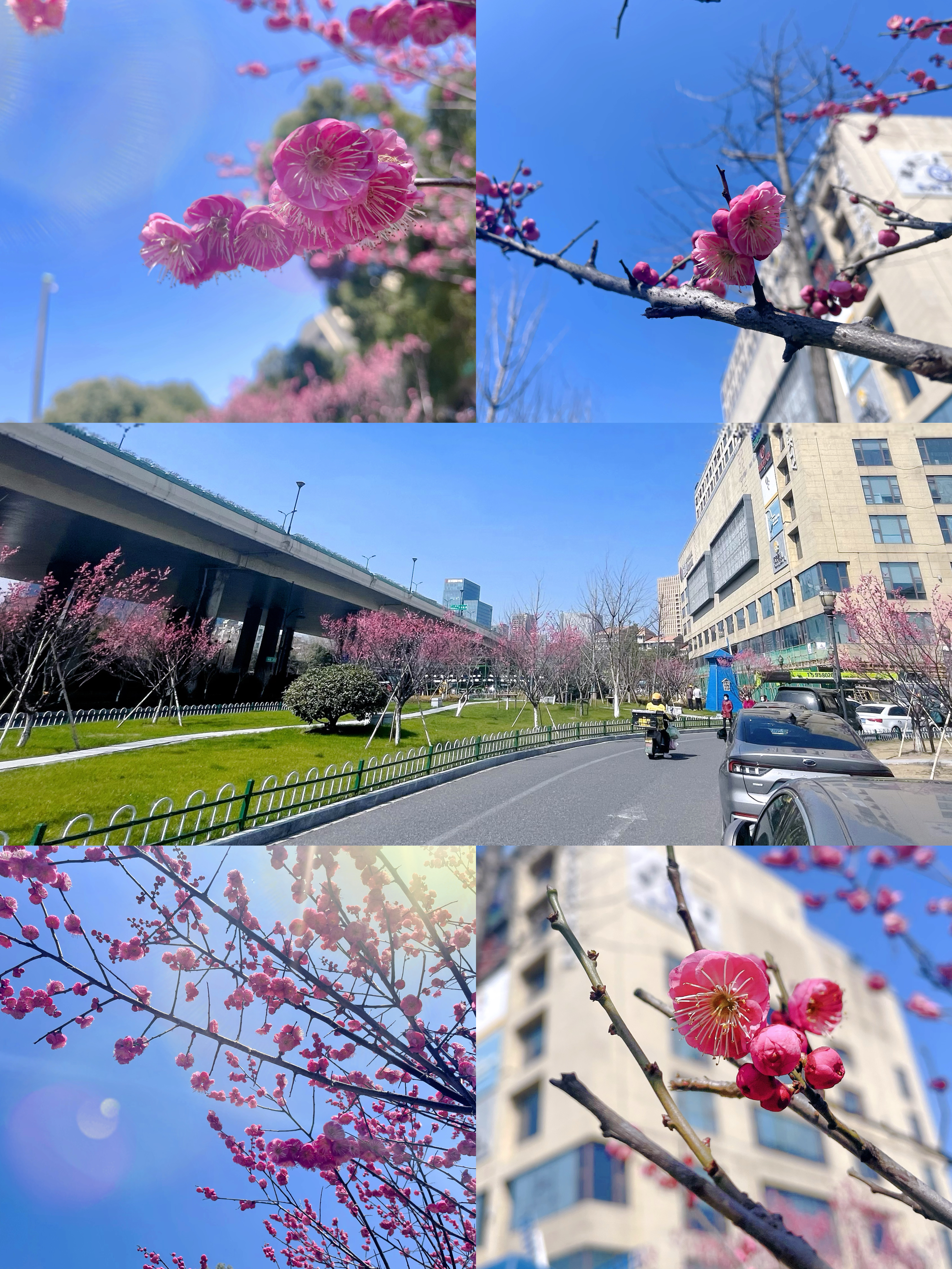 梅花香自苦寒来，，，，，，，，向阳开放活力满